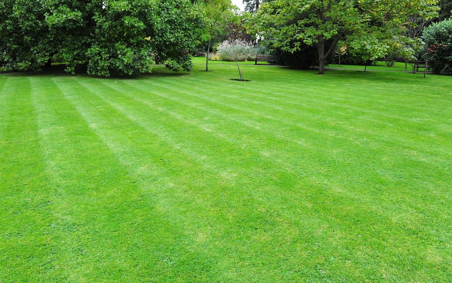 Great Lawn Services That Guarantee a Greener Yard